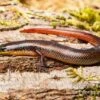Tüpfellippenskink, Trachylepis Maculilabris -Container Haustiere Geschäft Tuepfellippenskink Trachylepis maculilabris 1