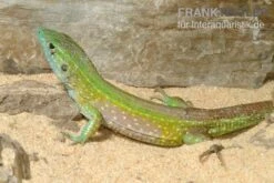 Tüpfelrennechse, Cnemidophorus Lemniscatus -Container Haustiere Geschäft Tuepfelrennechse Cnemidophorus lemniscatus 1