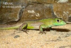 Tüpfelrennechse, Cnemidophorus Lemniscatus -Container Haustiere Geschäft Tuepfelrennechse Cnemidophorus lemniscatus 2