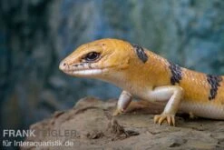 Tunesischer Nachtskink, Scincopus Fasciatus -Container Haustiere Geschäft Tunesischer Nachtskink Scincopus fasciatus 3