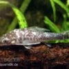 Vampir-Otocinclus, Nannoptopoma Sternoptychum -Container Haustiere Geschäft Vampir Otocinclus Nannoptopoma sternoptych