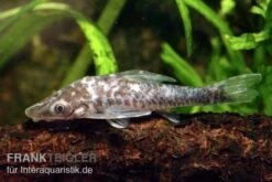 Vampir-Otocinclus, Nannoptopoma Sternoptychum