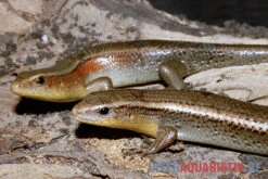 Vielstreifenmabuye, Mabuya Multifasciata 3 Vielstreifenmabuye, Mabuya Multifasciata -Container Haustiere Geschäft Vielstreifenmabuye Mabuya multifasciata 1