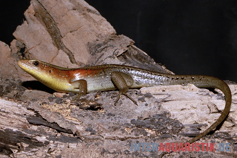 Vielstreifenmabuye, Mabuya multifasciata Vielstreifenmabuye, Mabuya Multifasciata -Container Haustiere Geschäft Vielstreifenmabuye Mabuya multifasciata 2