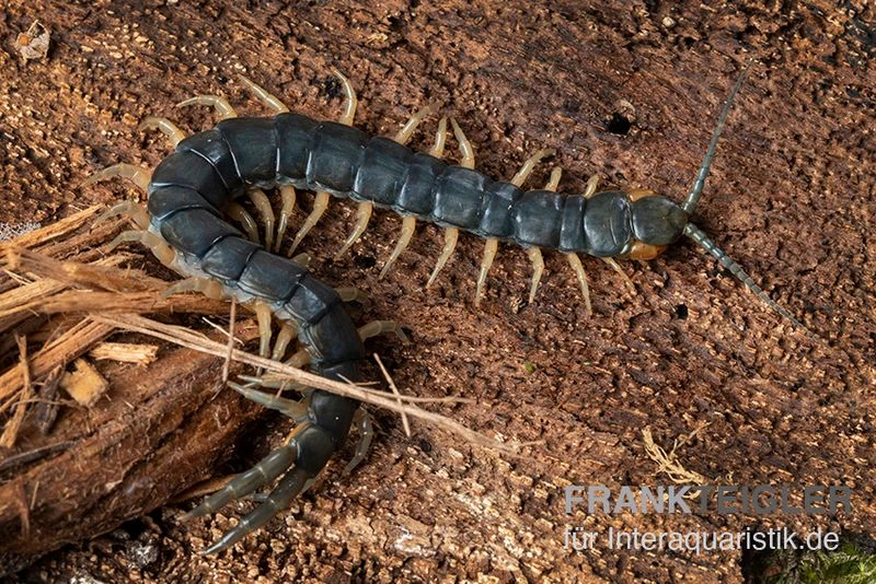 Viridis-Hundertfüßer, Scolopendra viridis Viridis-Hundertfüßer, Scolopendra Viridis -Container Haustiere Geschäft Viridis Hundertfuesser Scolopendra viridis2 2