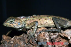 Waldgarteneidechse, Calotes Emma -Container Haustiere Geschäft Waldgarteneidechse Calotes emma2