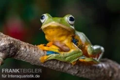 Wallace-Flugfrosch, Rhacophorus Nigropalmatus -Container Haustiere Geschäft Wallace Flugfrosch Racophorus nigropalmatus 3