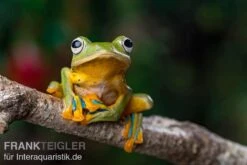 Wallace-Flugfrosch, Rhacophorus Nigropalmatus -Container Haustiere Geschäft Wallace Flugfrosch Racophorus nigropalmatus 4