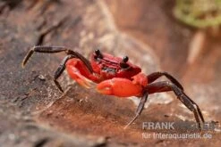 Container Haustiere Geschäft 35 Wasserfall-Krabbe, Phricothelphusa Limula