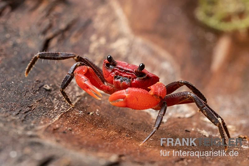Wasserfall-Krabbe, Phricothelphusa limula Wasserfall-Krabbe, Phricothelphusa Limula -Container Haustiere Geschäft Wasserfall Krabbe Phricothelphusa limula 1