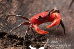Container Haustiere Geschäft -Container Haustiere Geschäft Wasserfall Krabbe Phricothelphusa limula 2