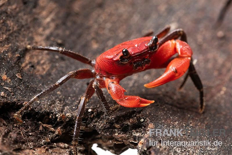 Wasserfall-Krabbe, Phricothelphusa limula Wasserfall-Krabbe, Phricothelphusa Limula -Container Haustiere Geschäft Wasserfall Krabbe Phricothelphusa limula 2