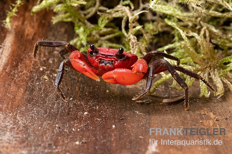 Wasserfall-Krabbe, Phricothelphusa limula Wasserfall-Krabbe, Phricothelphusa Limula -Container Haustiere Geschäft Wasserfall Krabbe Phricothelphusa limula 3