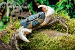 Container Haustiere Geschäft 31 Weihnachtsinsel-Krabbe, Discoplax Celeste