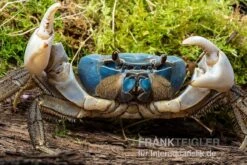 Weihnachtsinsel-Krabbe, Discoplax Celeste -Container Haustiere Geschäft Weihnachtsinsel Krabbe Discoplax celeste 3