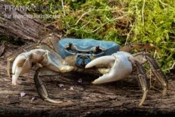 Weihnachtsinsel-Krabbe, Discoplax Celeste -Container Haustiere Geschäft Weihnachtsinsel Krabbe Discoplax celeste 4