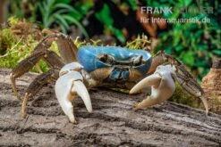 Weihnachtsinsel-Krabbe, Discoplax Celeste -Container Haustiere Geschäft Weihnachtsinsel Krabbe Discoplax celeste 5