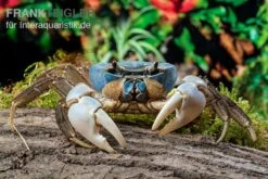 Weihnachtsinsel-Krabbe, Discoplax Celeste -Container Haustiere Geschäft Weihnachtsinsel Krabbe Discoplax celeste 6