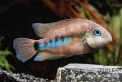 Weinrotflossiger Buntbarsch, Cryptoheros Cutteri -Container Haustiere Geschäft Weinrotflossiger Buntbarsch Cryptoheros cutteri 3