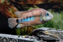 Weinrotflossiger Buntbarsch, Cryptoheros Cutteri -Container Haustiere Geschäft Weinrotflossiger Buntbarsch Cryptoheros cutteri 4