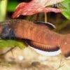 Weißsaum-Zwergkampffisch, Betta Albimarginata -Container Haustiere Geschäft Weisssaum Zwergkampffisch Betta albimarginata 1