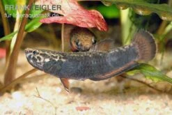 Weißsaum-Zwergkampffisch, Betta Albimarginata -Container Haustiere Geschäft Weisssaum Zwergkampffisch Betta albimarginata 3