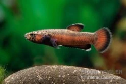 Weißsaum-Zwergkampffisch "Sebuku", Betta Albimarginata "Sebuku" -Container Haustiere Geschäft Weisssaum Zwergkampffisch Sebuku Betta albimarginata Sebuku 3