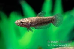 Weißsaum-Zwergkampffisch "Sebuku", Betta Albimarginata "Sebuku" -Container Haustiere Geschäft Weisssaum Zwergkampffisch Sebuku Betta albimarginata Sebuku 4