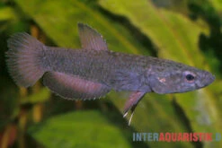 Weißsaum-Zwergkampffisch "Malinau", Betta Albimarginata "Malinau", Paarweise -Container Haustiere Geschäft Weisssssaum Zwergkampffisch Malinau Betta albimarginata Malinau 3