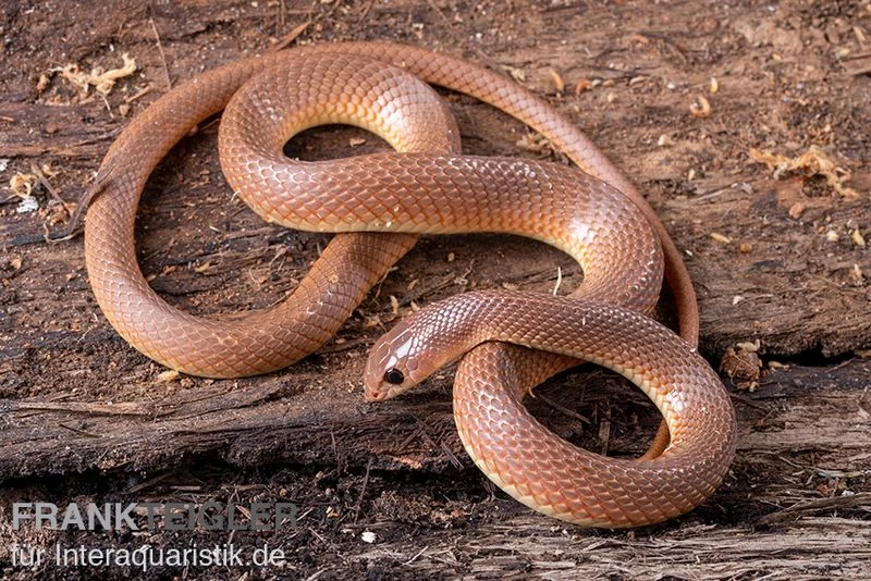 Westafrikanische Schnabelnasennatter, Rhamphiophis oxyrhynchus Westafrikanische Schnabelnasennatter, Rhamphiophis Oxyrhynchus -Container Haustiere Geschäft Westafrikanische Schnabelnasennatter Rhamphiophis oxyrhynchus 1