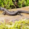 Westafrikanischer Wasser-Zwergskink, Cophoscincopus Simulans -Container Haustiere Geschäft Westafrikanischer Wasser Zwergskink Cophoscincopus simulans 1