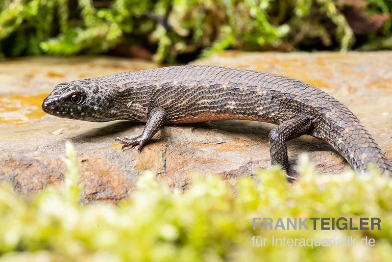 Westafrikanischer Wasser-Zwergskink, Cophoscincopus simulans Westafrikanischer Wasser-Zwergskink, Cophoscincopus Simulans -Container Haustiere Geschäft Westafrikanischer Wasser Zwergskink Cophoscincopus simulans 2