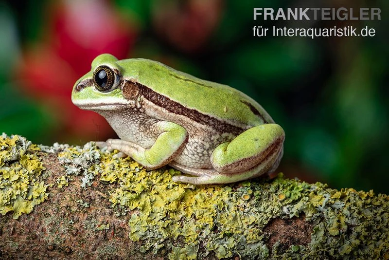 Westkamerun-Waldfrosch, Leptopelis nordequatoriali Westkamerun-Waldfrosch, Leptopelis Nordequatoriali -Container Haustiere Geschäft Westkamerun Waldfrosch Leptopelis nordequatoriali1