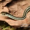 Westliche Bändernatter, Thamnophis Proximus 2 Westliche Bändernatter, Thamnophis Proximus -Container Haustiere Geschäft Westliche Baendernatter Thamnophis proximus 1