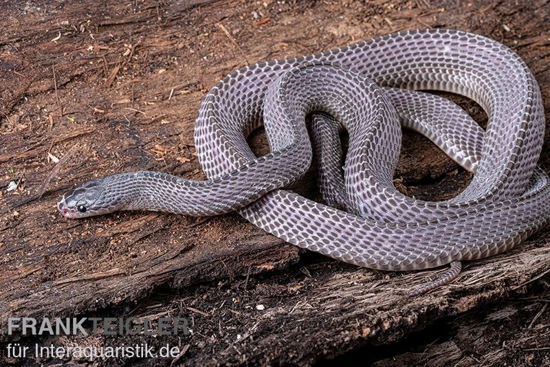 Westliche Wald-Feilenschlange, Mehelya poensis Westliche Wald-Feilenschlange, Mehelya Poensis -Container Haustiere Geschäft Westliche Wald Feilenschlange Mehelya poensis 1