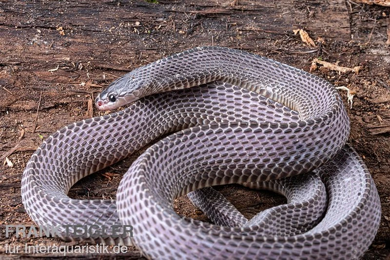 Westliche Wald-Feilenschlange, Mehelya poensis Westliche Wald-Feilenschlange, Mehelya Poensis -Container Haustiere Geschäft Westliche Wald Feilenschlange Mehelya poensis 13