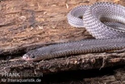 Westliche Wald-Feilenschlange, Mehelya Poensis 3 Westliche Wald-Feilenschlange, Mehelya Poensis -Container Haustiere Geschäft Westliche Wald Feilenschlange Mehelya poensis 2
