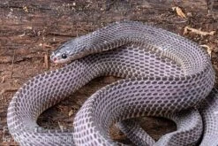 Westliche Wald-Feilenschlange, Mehelya Poensis 4 Westliche Wald-Feilenschlange, Mehelya Poensis -Container Haustiere Geschäft Westliche Wald Feilenschlange Mehelya poensis 5