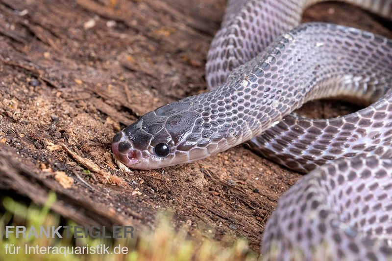 Westliche Wald-Feilenschlange, Mehelya poensis Westliche Wald-Feilenschlange, Mehelya Poensis -Container Haustiere Geschäft Westliche Wald Feilenschlange Mehelya poensis 6