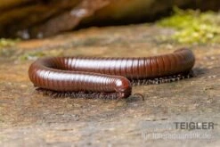 Wüsten-Tausendfüßer, Orthoporus Ornatus -Container Haustiere Geschäft Wuesten Tausendfuesser Orthoporus ornatus 3