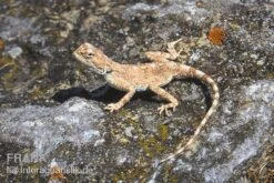 Wüstenagame, Agama Mutabilis -Container Haustiere Geschäft Wuestenagame Agama mutabilis