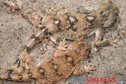 Wüstenagame, Agama Mutabilis -Container Haustiere Geschäft Wuestenagame Agama mutabilis neu 1