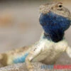 Wüstenagame, Agama Mutabilis 1 Wüstenagame, Agama Mutabilis -Container Haustiere Geschäft Wuestenagame Agama mutabilis neu farbe jpg