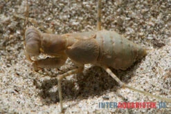 Wüstenmantis, Eremiaphila Nilotica -Container Haustiere Geschäft Wuestenmantis Eremiaphila nilotica 3