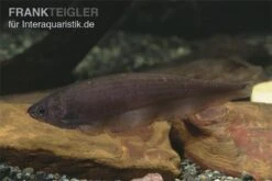 Afrikanischer Messerfisch, Xenomystus Nigri -Container Haustiere Geschäft Xenomystus nigri Afrikanischer Messerfisch 1