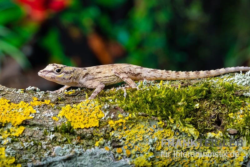 Zaunanolis, Anolis distichus Zaunanolis, Anolis Distichus -Container Haustiere Geschäft Zaunanolis Anolis distichus 1