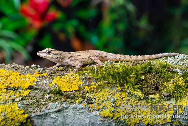 Zaunanolis, Anolis distichus Zaunanolis, Anolis Distichus -Container Haustiere Geschäft Zaunanolis Anolis distichus 2