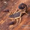 Zentralamerikanischer Bark-Skorpion, Centruroides Margaritatus -Container Haustiere Geschäft Zentralamerikanischer Bark Skorpion Centruroides margaritatus 1