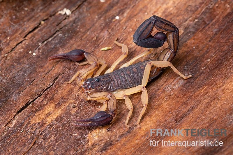 Zentralamerikanischer Bark-Skorpion, Centruroides margaritatus Zentralamerikanischer Bark-Skorpion, Centruroides Margaritatus -Container Haustiere Geschäft Zentralamerikanischer Bark Skorpion Centruroides margaritatus 1