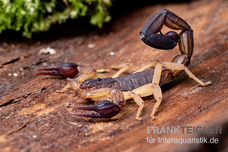 Zentralamerikanischer Bark-Skorpion, Centruroides margaritatus Zentralamerikanischer Bark-Skorpion, Centruroides Margaritatus -Container Haustiere Geschäft Zentralamerikanischer Bark Skorpion Centruroides margaritatus 2